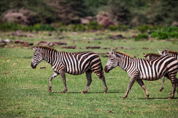 Zebras Parque Nacional Lago Manyara Tanzânia — Fotografia de Stock