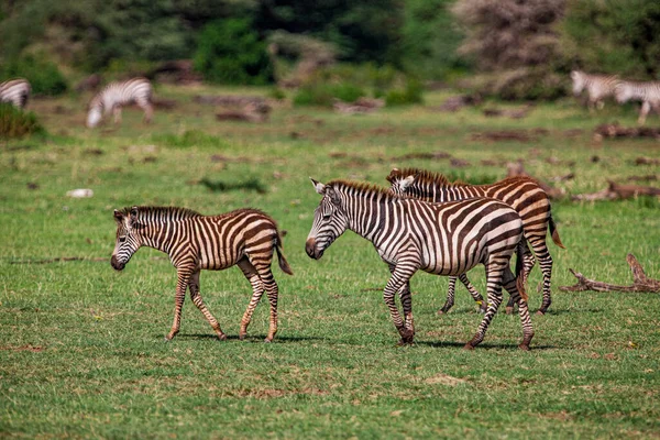 Zebras Lake Manyara National Park Tanzania — Stock Photo, Image