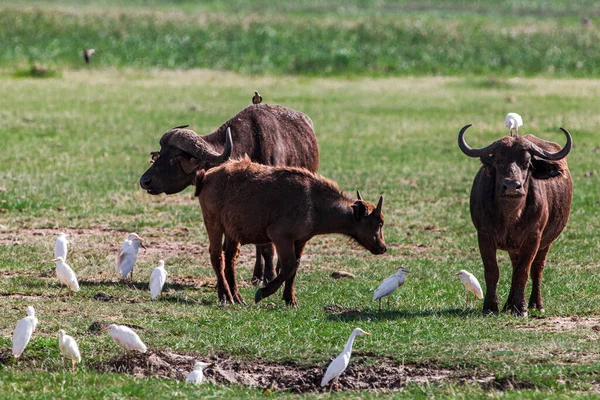 Afrikaanse Buffels Het Lake Manyara National Park Tanzania — Stockfoto