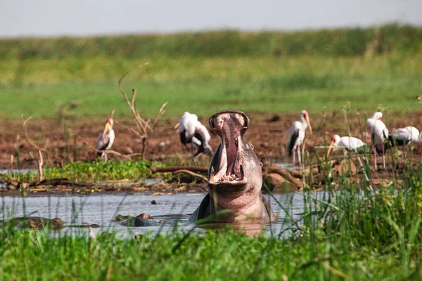 Nilpferd Lake Manyara Nationalpark Tansania — Stockfoto