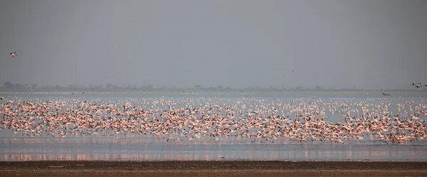 Grandes Pelicanos Brancos Parque Nacional Lago Manyara Tanzânia África — Fotografia de Stock
