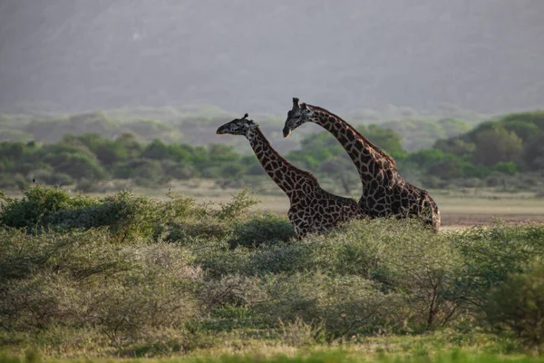 Tanzanya Daki Manyara Gölü Ulusal Parkı Nda Zürafalar — Stok fotoğraf