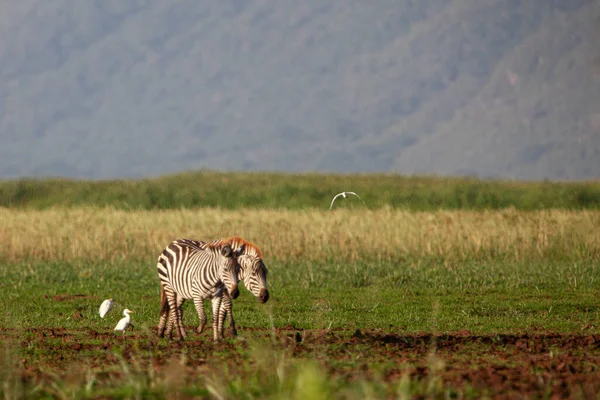 Зебры Озере Маньяра — стоковое фото