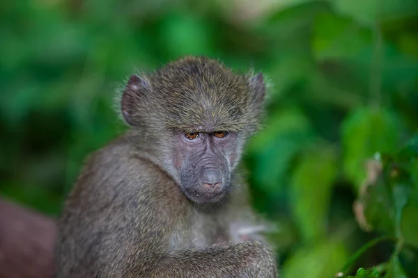 Babbuino Nella Foresta Del Parco Nazionale Del Lago Manyara Tanzania — Foto Stock