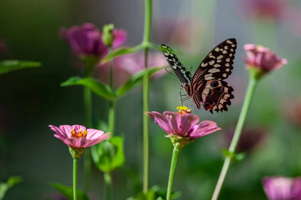 タンザニアのマニヤーラ湖国立公園の花の上に休む美しい蝶 — ストック写真