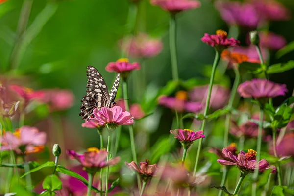 Beau Papillon Reposant Sur Fleur Dans Parc National Lac Manyara — Photo