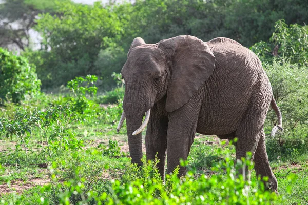 Αφρικανικός Ελέφαντας Στο Εθνικό Πάρκο Της Λίμνης Manyara Τανζανία — Φωτογραφία Αρχείου