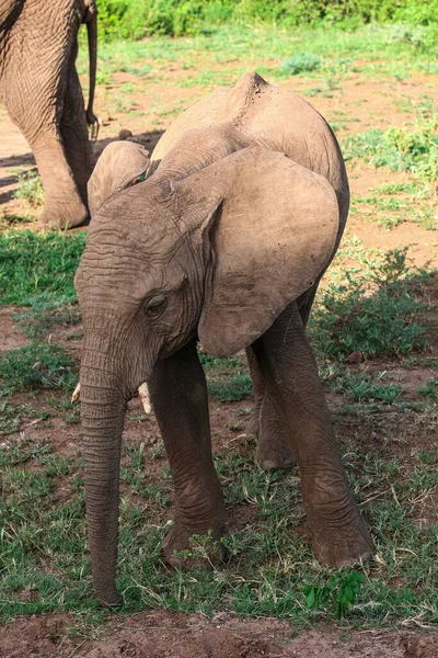 Africký Slon Národním Parku Manyara Tanzanie — Stock fotografie