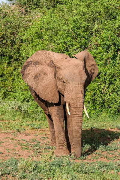 African Elephant Lake Manyara National Park Tanzania — Stock Photo, Image
