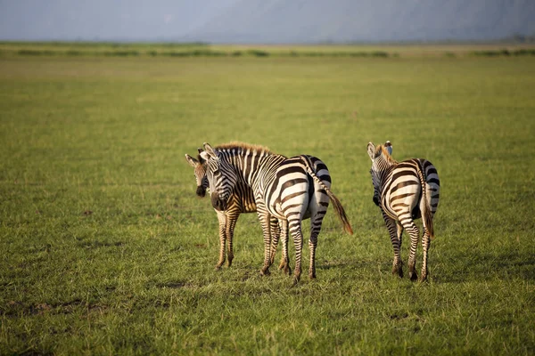 Seeprat Manyara Järven Kansallispuistossa Tansaniassa — kuvapankkivalokuva