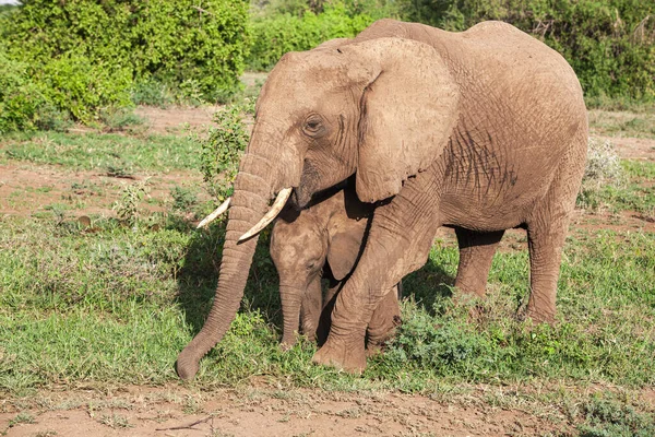 Afrikanske Elefanter Lake Manyara Nasjonalpark Tanzania – stockfoto