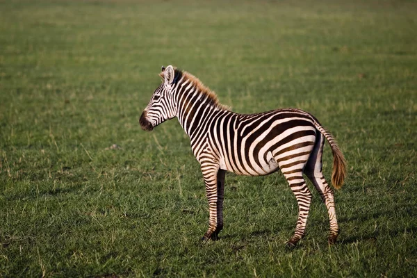 Zebra Grass Lake Manyara National Park — Stock Photo, Image