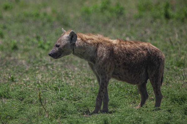 Gefleckte Hyäne Den Ebenen Des Serengeti Nationalparks Tansania Afrika — Stockfoto