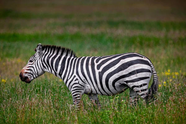 Zebra Nel Parco Nazionale Del Serengeti Tanzania — Foto Stock