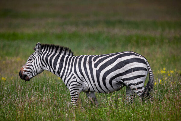 Zebra in the Serengeti National Park, Tanzania