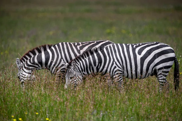 Cebras Parque Nacional Del Serengeti Tanzania —  Fotos de Stock