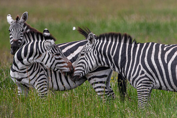 Zebras in the Serengeti National Park, Tanzania