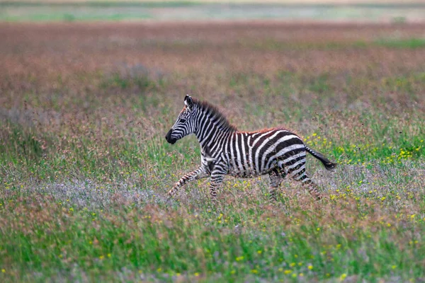 Zèbre Dans Parc National Serengeti Tanzanie — Photo