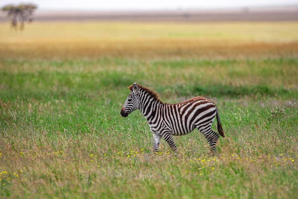 Zebra Nel Parco Nazionale Del Serengeti Tanzania — Foto Stock