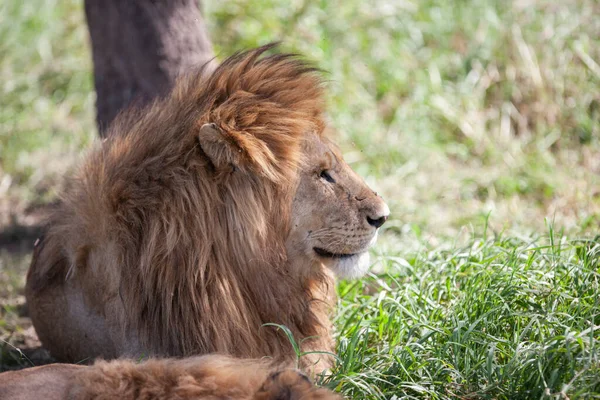 León Parque Nacional Del Serengeti Tanzania — Foto de Stock