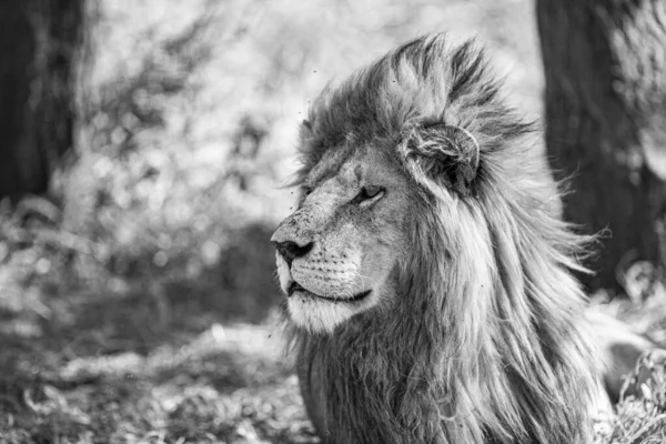 Lev Národním Parku Serengeti Tanzanii — Stock fotografie