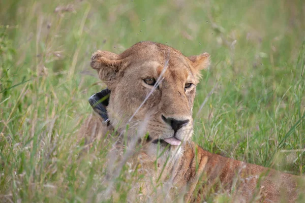 Lejoninna Serengetis Nationalpark Tanzania — Stockfoto