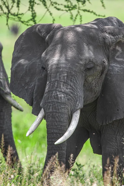 Grupp Elefanter Savannen Serengetis Nationalpark — Stockfoto