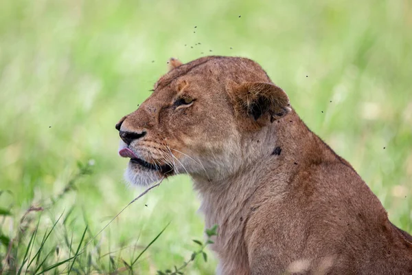 Leonessa Nel Parco Nazionale Del Serengeti Tanzania — Foto Stock