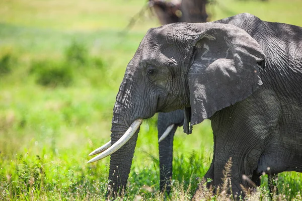 Elefante Savana Parque Nacional Serengeti — Fotografia de Stock