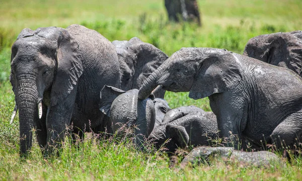 Groupe Éléphants Dans Savane Parc National Serengeti — Photo