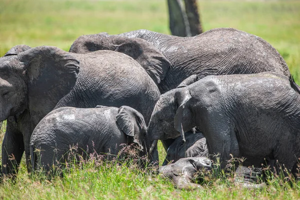 Grupo Elefantes Sabana Del Parque Nacional Del Serengeti — Foto de Stock