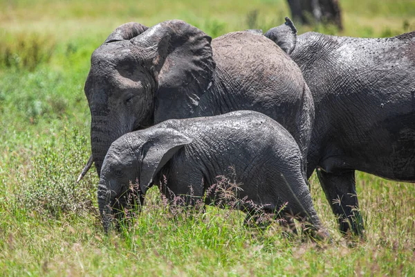 塞伦盖蒂国家公园的草原上的一群大象 — 图库照片