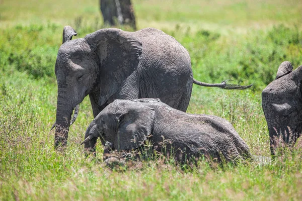 Group Elephants Savannah Serengeti National Park — Stock Photo, Image
