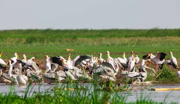 Grote Witte Pelikanen Lake Manyara National Park Tanzania Afrika — Stockfoto