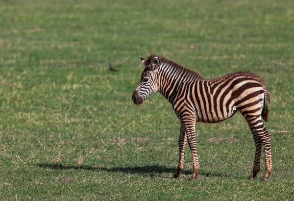 Zebra Trawie Parku Narodowym Jezioro Manyara — Zdjęcie stockowe