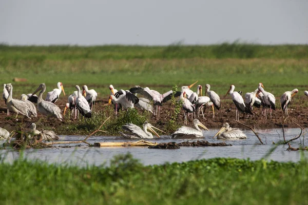 stock image Great white pelicans in Lake Manyara National Park - Tanzania, Africa.