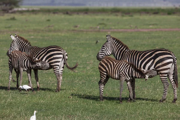 Zebras Lake Manyara Nasjonalpark Tanzania – stockfoto