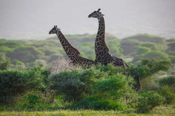 Giraffen Het Lake Manyara National Park Tanzania — Stockfoto