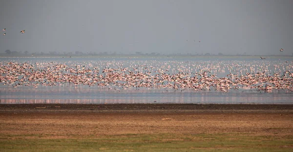 Grote Witte Pelikanen Lake Manyara National Park Tanzania Afrika — Stockfoto