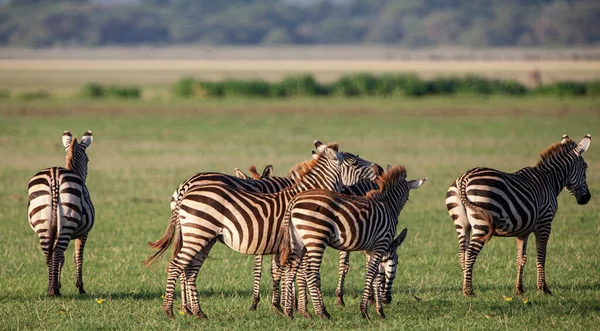 Zebras Parque Nacional Lago Manyara Tanzânia — Fotografia de Stock