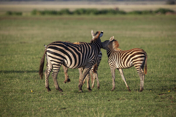 Zebras in the Lake Manyara National Park, Tanzania