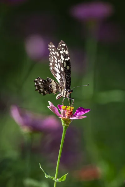 タンザニアのマニヤーラ湖国立公園の花の上に休む美しい蝶 — ストック写真