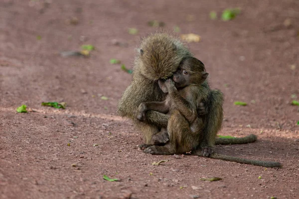 Бабуины Лесу Озера Маньяра Национальный Парк Танзания — стоковое фото