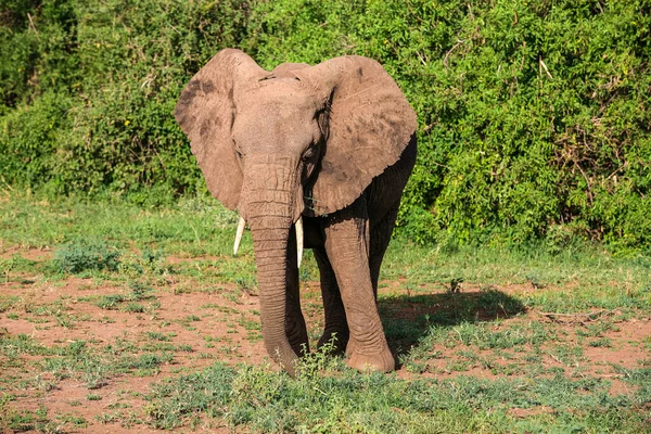 Elefante Africano Parque Nacional Del Lago Manyara Tanzania — Foto de Stock
