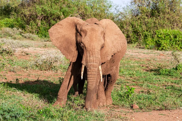 Elefante Africano Parque Nacional Lago Manyara Tanzânia — Fotografia de Stock