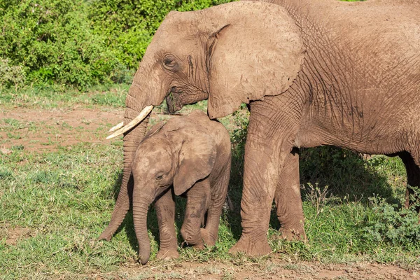 Groupe Éléphants Dans Savane Lac Manyara Parc National — Photo
