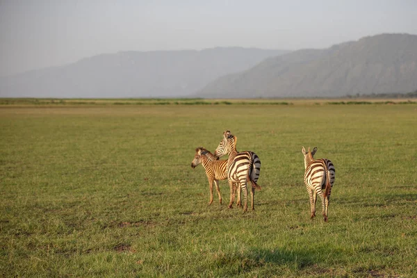 Zebra Het Lake Manyara National Park Tanzania — Stockfoto