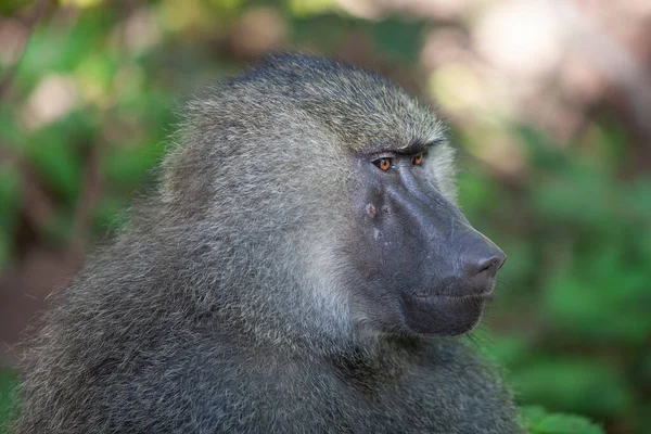 Pávián Manyara Erdejében Nemzeti Park Tanzánia — Stock Fotó