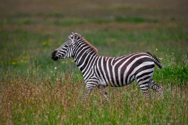 Zebra Parku Narodowym Serengeti Tanzania — Zdjęcie stockowe