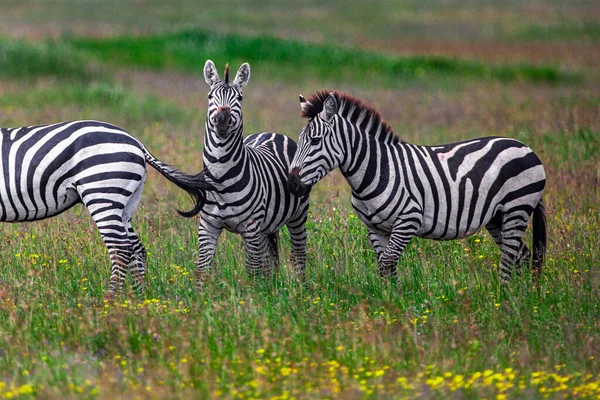 Zebras Taman Nasional Serengeti Tanzania — Stok Foto